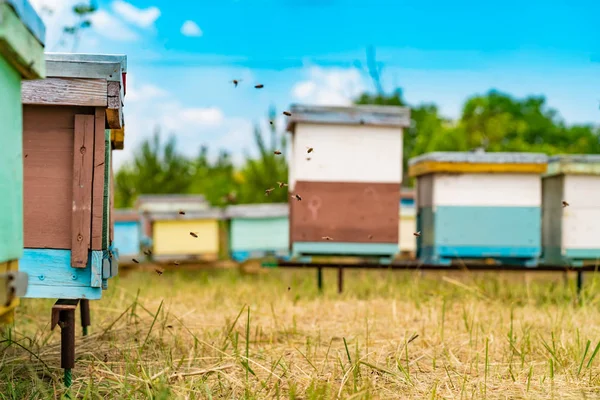Πολύχρωμα Κυψέλη Των Μελισσών Ένα Λιβάδι Καλοκαίρι Κυψέλες Ένα Μελισσοκομείο — Φωτογραφία Αρχείου
