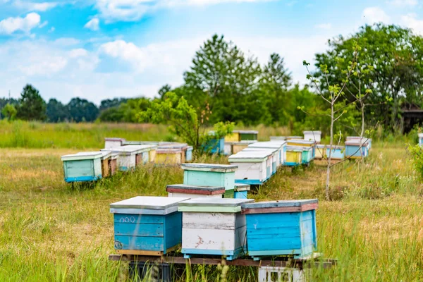 Een Rij Van Honingbij Kasten Een Veld Gekleurde Bee Netelroos — Stockfoto