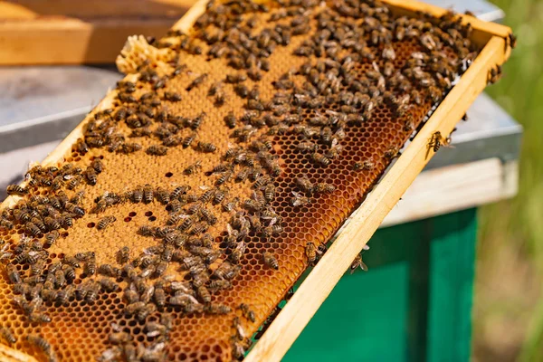 Трудолюбивые Пчелы Сотах Пасеках Многие Пчелы Желтой Раме Зеленом Улее — стоковое фото