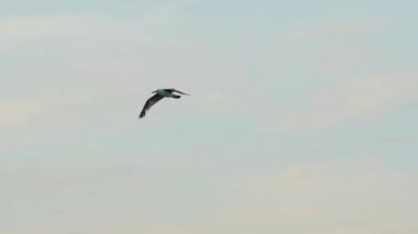 Mavi gökyüzünde uçan martı. Yavaş çekim.