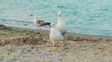 Sahildeki martılar. Kumsalda yiyecek arayan kuşlar. Yavaş çekim