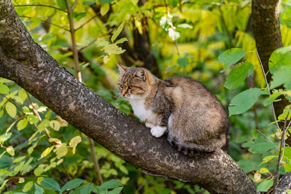 Létě Jasného Slunečného Dne Pěkná Šedá Kočka Sedí Stromě Odpočívá — Stock fotografie