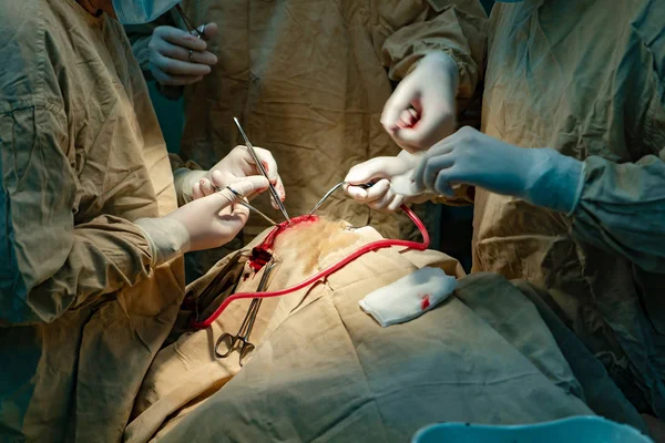Sebészek Keze Steril Kesztyű Sebészeti Eszközök Miközben Működési Beteg Orvosi — Stock Fotó