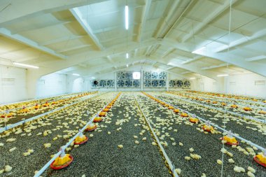 Küçük yumurtlayanlar modern tavuk çiftliği tavuk. Yakın çiftlik, sıcaklık ve ışık kontrol küçük sarı civciv.