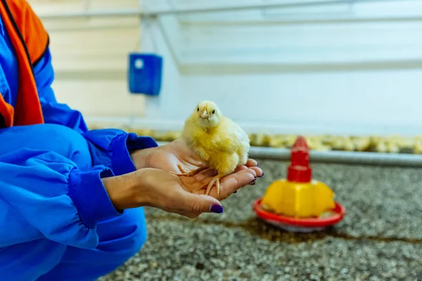 Manos Femeninas Sosteniendo Polluelo Amarillo Una Granja Pollos Pollo Amarillo —  Fotos de Stock