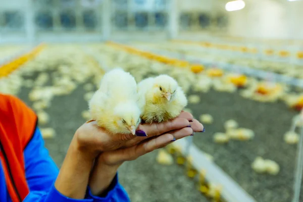 可爱而美丽的两只黄色小鸡在工人的手在农场 妇女手中的一对新生小鸡 — 图库照片