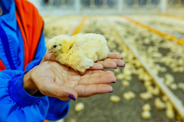 在养鸡场里 抱着一个刚出生的小鸡的女人 雌性关心小动物 — 图库照片