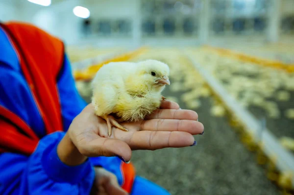 Female hand holding a yellow newborn chick in chicken farm. Little chicken in human hand on farm background. Close-up