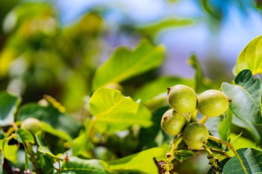 Taze Yunan ceviz ağacı doğal arka plan üzerinde. Sonbaharda hasat için bekleyen bir ağaç üzerinde ceviz büyümek.