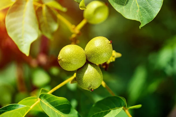 Tiga Kacang Kenari Hijau Yang Belum Matang Tergantung Pohon Musim — Stok Foto