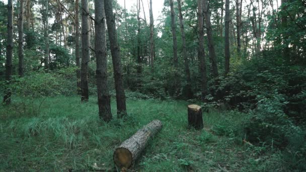 树林里的幽灵一个可怕的鬼恐怖的场景 万圣节的神秘主义 — 图库视频影像
