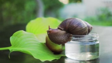 Salyangoz bir cam kavanoz oturur. O iki yeşil yaprakları ve elma kavanoz yakınındaki bakar