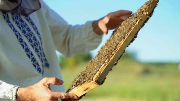 Man Skyddsdräkt Och Hatt Innehar Ram Med Vaxkakor Bin Trädgården — Stockvideo