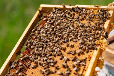 Petek çalışma arılar ve ballı bahçede çerçevesinde. Arı ve arı larvaları ile ahşap çerçeve. Arı kovanı kavramı. Kopya alanı