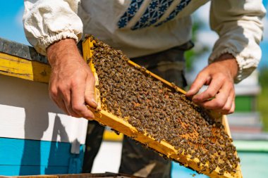 Ukraynalı tişörtlü arıcı adam arılar silâhsız ile petek üzerinde görünüyor. Apiculture. Arı kovanı kavramı