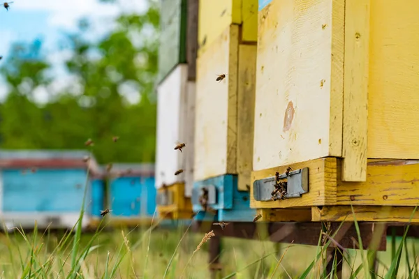 Gele Houten Bijenkorven Het Gras Het Veld Vliegende Bijen Die — Stockfoto