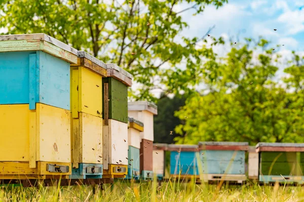 Colorati Alveari Legno Nell Erba Api Che Portano Polline Miele — Foto Stock