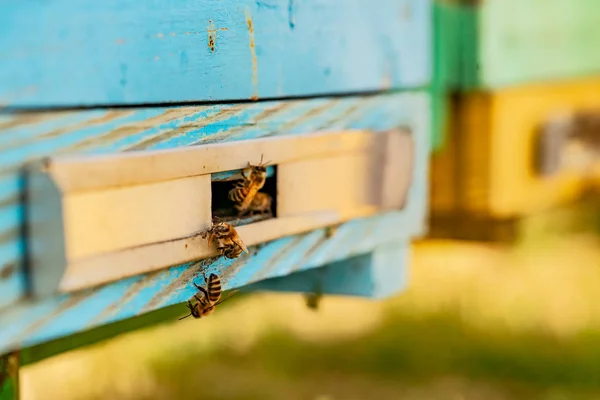 Μέλισσες Που Φέρουν Έξω Από Την Κυψέλη Φέρει Γύρη Για — Φωτογραφία Αρχείου