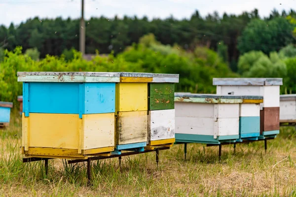 Groep Van Grote Kleine Gekleurde Bijenkorven Voor Bijen Achtergrond Van — Stockfoto