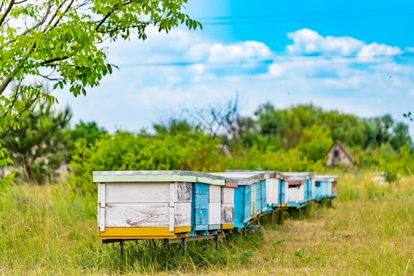 Row of white and blue hives for bees in the rural background. An apiary among green grass with bees bringing honey under blue sky. Apiculture concept