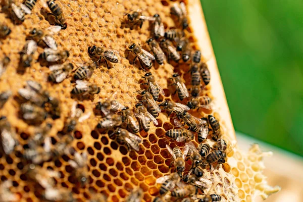 Μέλισσες Σέρνεται Στο Κηρήθρα Μέλι Βιολογικής Γεωργίας Κηρήθρα Από Μια — Φωτογραφία Αρχείου