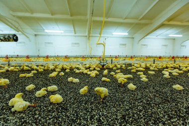 Sarı yenidoğan tavuk yumurtlayanlar tavuk çiftliğinde. Kapalı ile yemek ve tohumlar üzerinde yalan küçük civciv Çiftliği Tavuk.