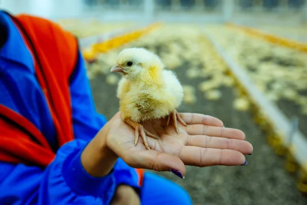 在一个背景模糊的养鸡场里 一名女工人手上拿着一只刚出生的小鸡 雌性关心小动物 — 图库照片