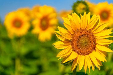 Yaz. Ayçiçeği tarlası. Ön planda, spot güzel çiçek