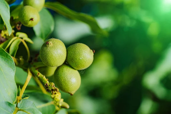 Grüne Früchte Der Walnuss Auf Dem Zweig Walnussbaum — Stockfoto