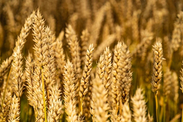 Campo Trigo Orejas Trigo Dorado Cerca Paisaje Rural Bajo Luz —  Fotos de Stock