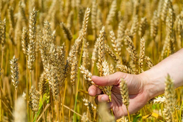 Çiftçinin elleri yakın çekim buğday kulaklarında. Hasat