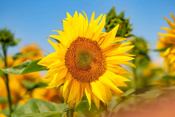 Slunečnicová Pole Krásné Letní Přírodní Pozadí — Stock fotografie