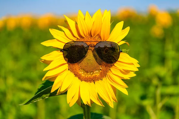 Slunečnice Emotikony Přírodní Zelené Pozadí — Stock fotografie