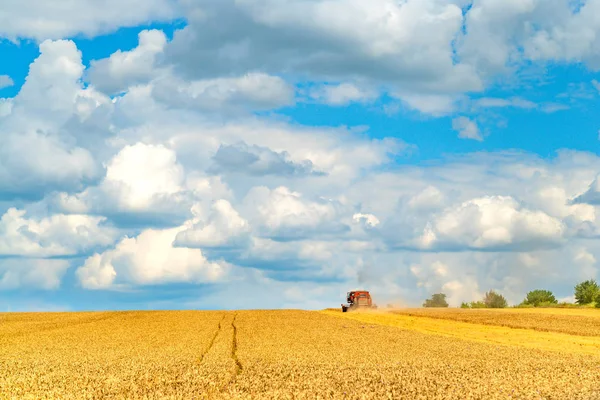 Campo Grano Dorato Giornata Sole Agricoltura Raccolta — Foto Stock