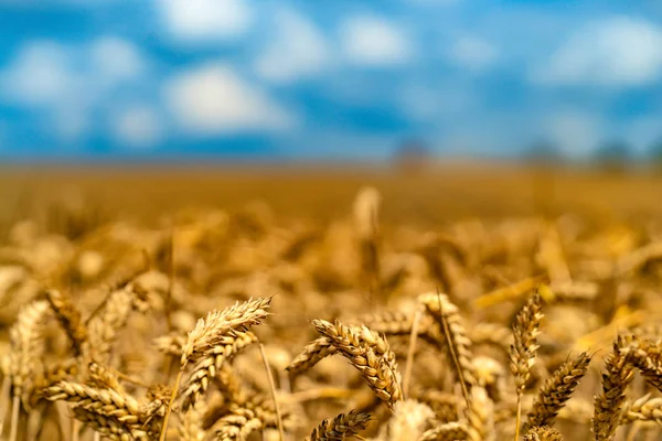 Пшеничное Поле Уши Золотой Пшеницы Закрываются Сельские Пейзажи Сияющим Солнцем — стоковое фото