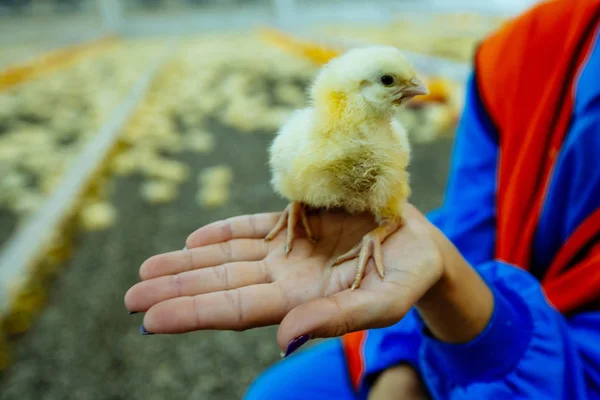Manos femeninas sosteniendo a una chica en una granja de pollos. Granja de pollo interior, alimentación de pollo —  Fotos de Stock