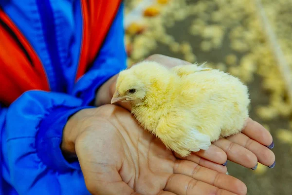 Female hands holding a chick in chicken farm. Indoors chicken farm, chicken feeding
