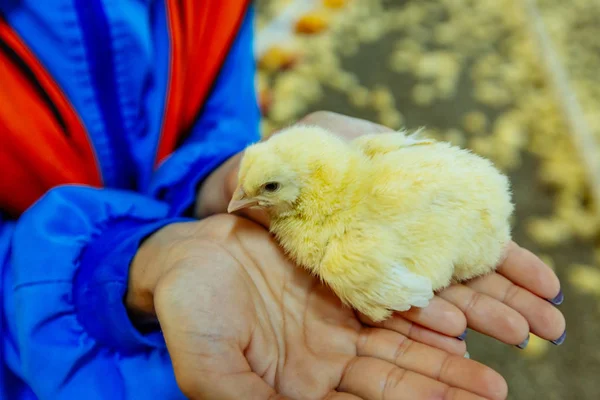 女性的手抱着鸡在养鸡场。室内养鸡场, 喂鸡 — 图库照片