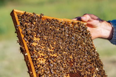Arıcı elinde arılarla bir bal hücresi tutuyor. Apiculture. Apiary