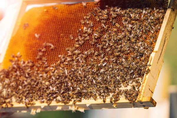 Des abeilles en nid d'abeille. Cadres d'une ruche. Apiculture — Photo