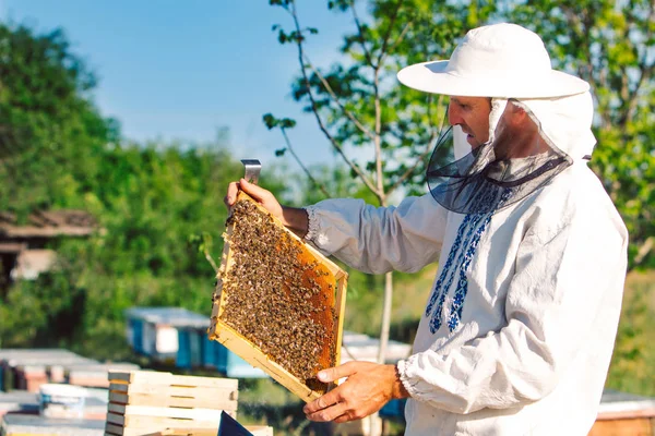 Apiarist man kontrollera träram med bin före skörd honung i bigården en solig dag. Biodlare i skyddande arbetskläder inspektera ram i trädgården — Stockfoto