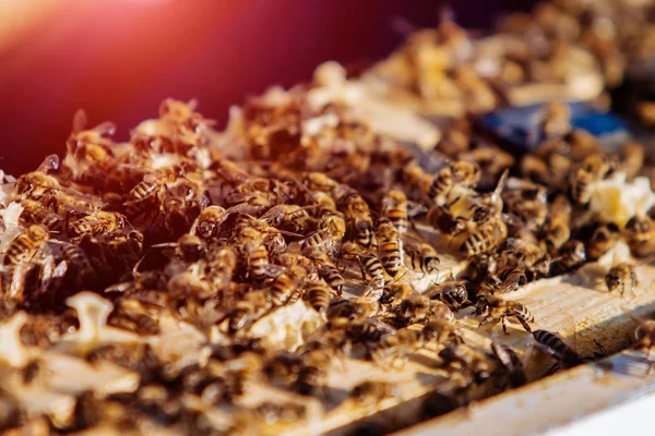Многие занятые пчелы работают и ползают по рамам в улье. Медовые пчелы скоплены и роятся вместе на поверхности. Крупный план — стоковое фото