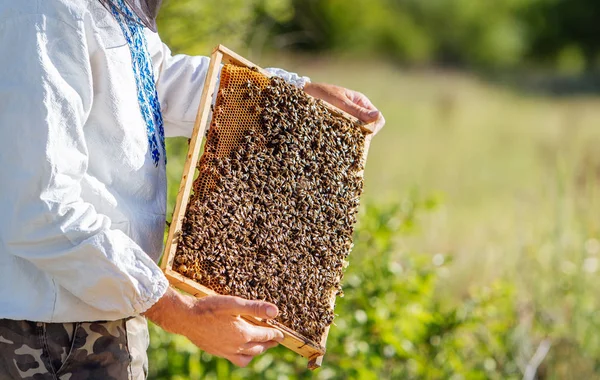 Μελισσοκόμος κατέχει ένα πλαίσιο με προνύμφες μελισσών στα χέρια του στο φυσικό υπόβαθρο. Άνθρωπος που κρατά πλαίσιο γεμάτο μέλισσες σέρνεται σε μια κηρήθρα. Μελισσοκομικά έννοια — Φωτογραφία Αρχείου