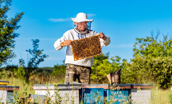 Beekeeper in protective workwear inspecting honeycomb frame full of bees near the wooden hives at a sunny day. Apiary concept. Beekeeper harvesting honey
