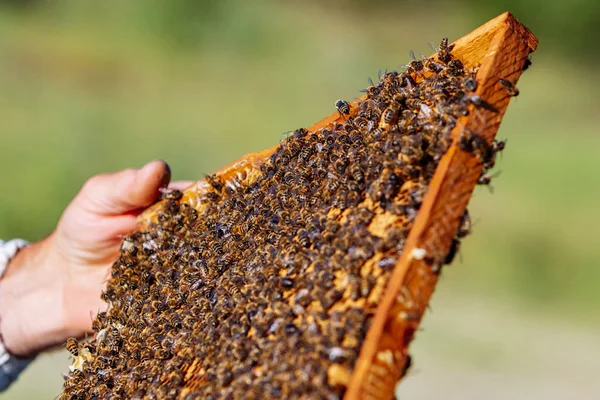 Μέλισσες που συρρέουν στην κηρήθρα στο χέρι του αρσενικού σε θολή φόντο το καλοκαίρι. Μελισσοκόμος κατέχει ένα κελί μέλι με μέλισσες εργάζονται στα χέρια του. Γκρο πλαν. Μελισσοκομία. — Φωτογραφία Αρχείου