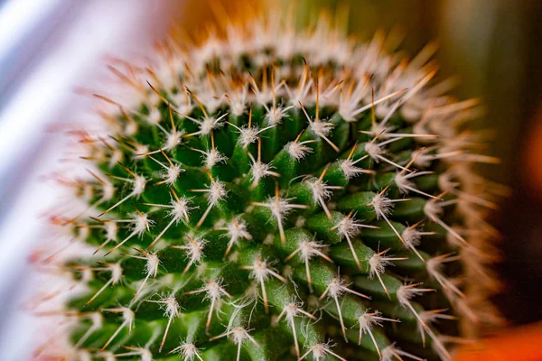Primo piano di spine affilate su un cactus di Barile — Foto Stock
