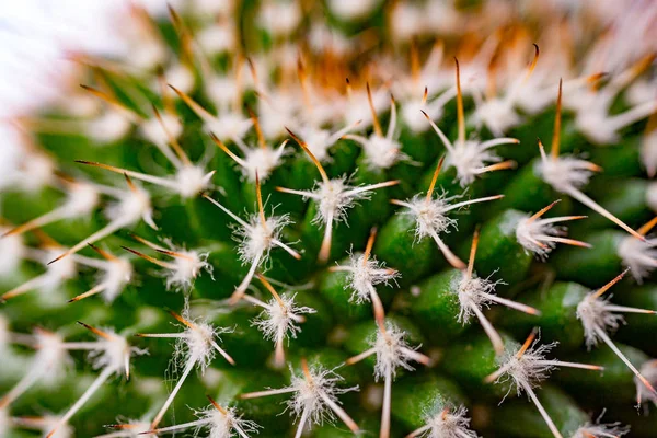 Primo piano di cactus a forma di globo con spine lunghe — Foto Stock