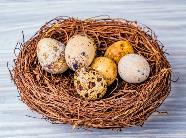 Ovos de codorniz no ninho. Ovos de pássaros no ninho em fundo de madeira rústica . — Fotografia de Stock