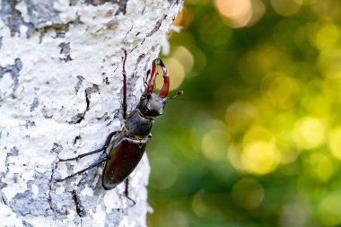Doğal yaşam alanı Stag Beetle Lucanus cervus açık sahne