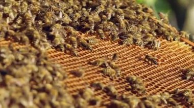 Tatlım hücrelerde çalışma arıların görünümü kapatın. Çalışma arılar petek üzerinde. Ağır çekim
